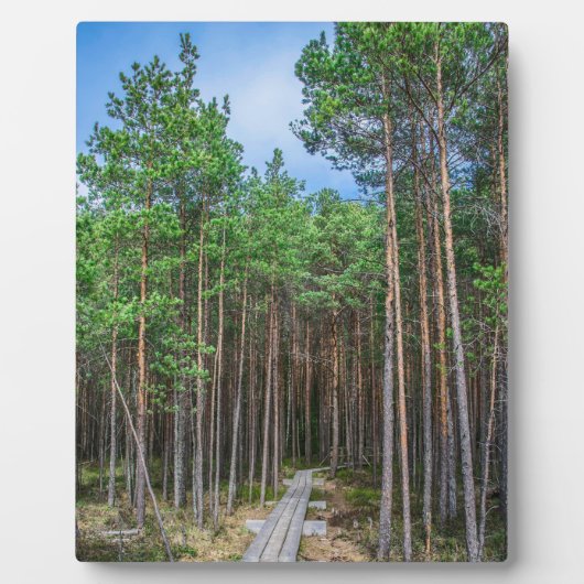 松の木の小道 フォトプラーク (正面)