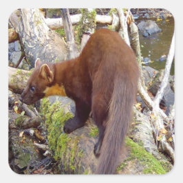 松の木の幹にいるマーテン ウッドランド野生動物ステッカー スクエアシール