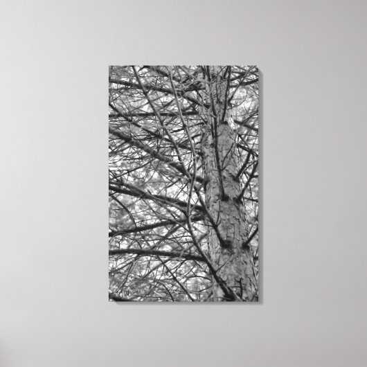 松の木の方向 キャンバスプリント (正面)