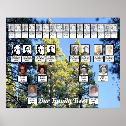 松の木の林写真二本の木 ポスター (正面)