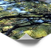 松の木の林写真二本の木 ポスター (角)