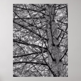 松の木の枝（白黒） ポスター