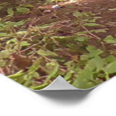 松の木の森のトレイル写真 ポスター (角)