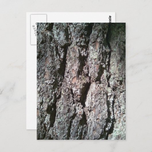松の木の樹皮 ポストカード (正面/裏面)