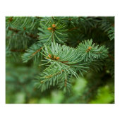 松の木 ポスター (正面)