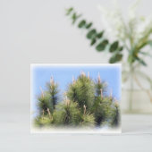 松の木 ポストカード (スタンド正面)
