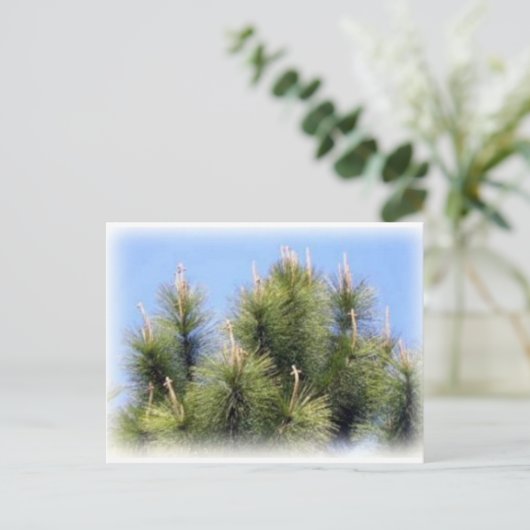 松の木 ポストカード (スタンド正面)