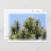 松の木 ポストカード (正面/裏面)