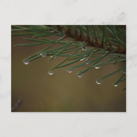 松の木 ポストカード (正面)