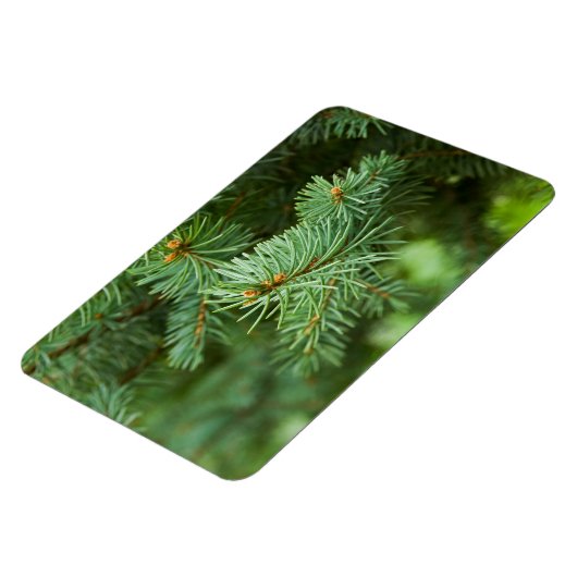 松の木 マグネット (左側)