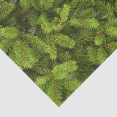 松の木 薄葉紙 (詳細)