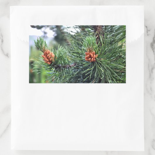 松の木 長方形シール (バッグ)