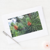 松の木 長方形シール (封筒)