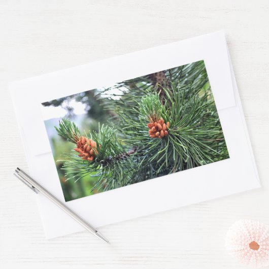 松の木 長方形シール (封筒)