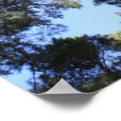 松の林冠 ポスター (角)