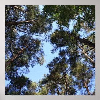 松の林冠 ポスター