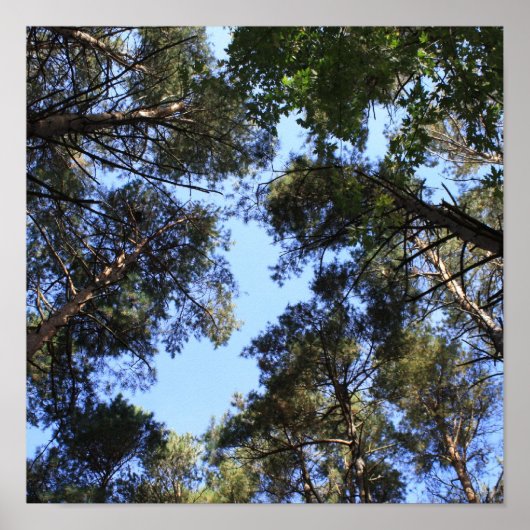 松の林冠 ポスター (正面)
