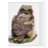 松の枝の上のオーフレット (内側 (左))