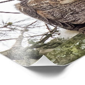 松の枝の上のオーフレット フォトプリント            (角)