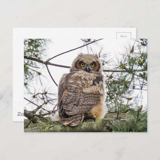 松の枝の上のオーフレット ポストカード (正面/裏面)