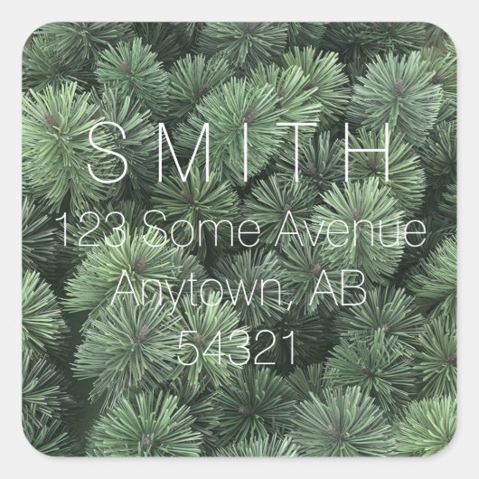 松の枝エバーグリーンモミの木の葉の冬 スクエアシール (正面)