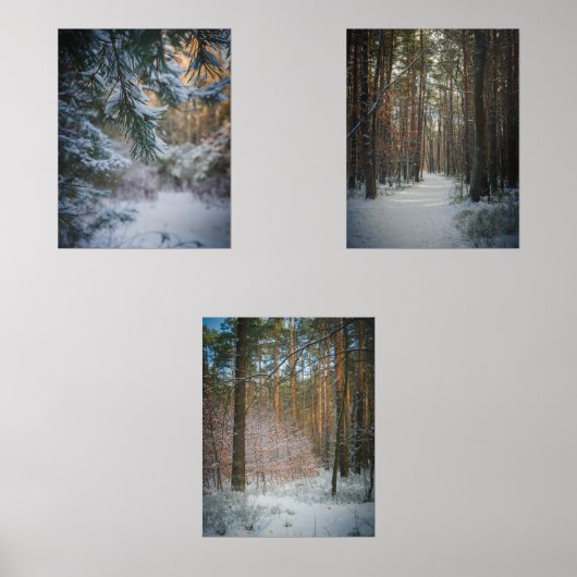 松の森の中の晴れた冬の日 (正面)