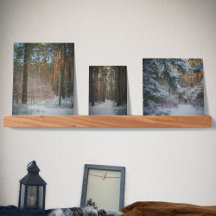 松の森の中の晴れた冬の日