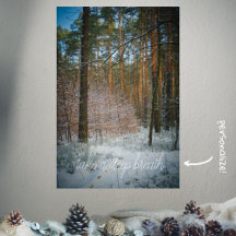 松の森の中の晴れた冬の日