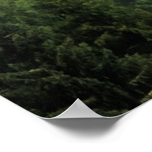 松の森の風景 ポスター (角)