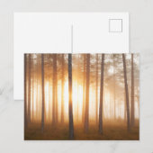 松の森の風景 ポストカード (正面/裏面)