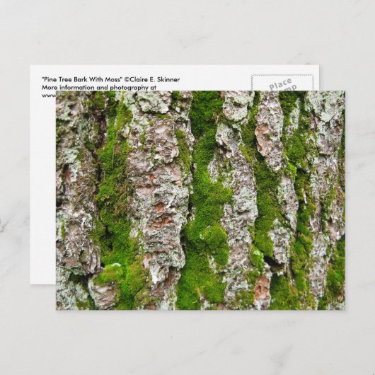 松の樹皮にコケがある ポストカード (正面/裏面)