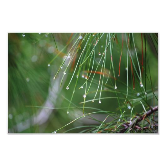 松の針の後の雨の写真プリント フォトプリント            (正面)
