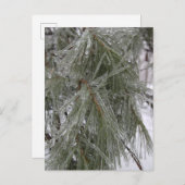 松の針インアイスホリディハガキ ポストカード (正面/裏面)