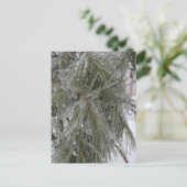 松の針インアイスホリディハガキ ポストカード (スタンド正面)