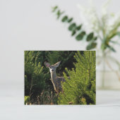 松はがき中の鹿 ポストカード (スタンド正面)