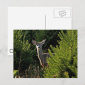 松はがき中の鹿 ポストカード (正面/裏面)