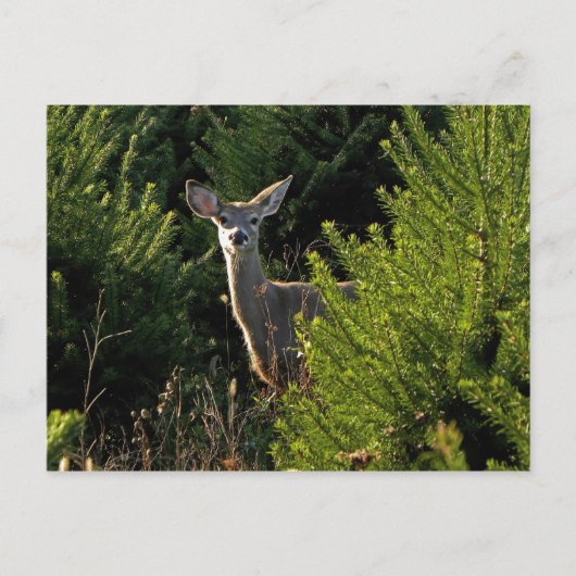 松はがき中の鹿 ポストカード (正面)