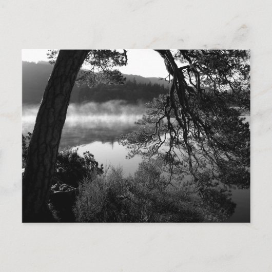 松をダーウェントーターに傾ける ポストカード (正面)