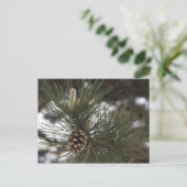 松コーン ポストカード (スタンド正面)