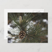 松コーン ポストカード (正面/裏面)