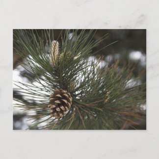 松コーン ポストカード