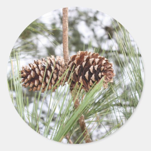 松シール ラウンドシール (正面)