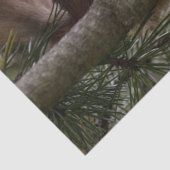 松リスティッシュペーパー 薄葉紙 (詳細)