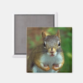 松リス得ル（ナッツ） マグネット (正面/裏面)