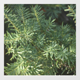 松林 ウィンドウサイン