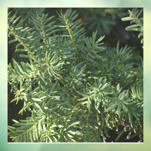 松林 ウィンドウサイン (シート3)