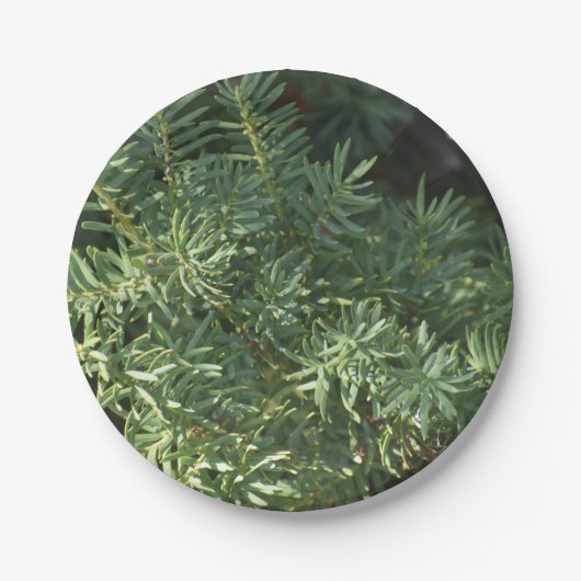 松林 ペーパープレート (正面)