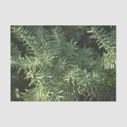 松林 薄葉紙 (正面)