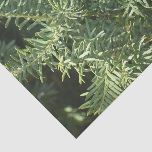 松林 薄葉紙 (詳細)