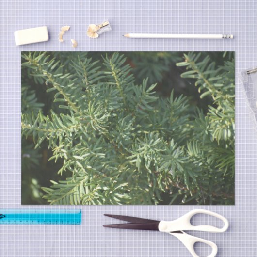 松林 薄葉紙 (クラフト)